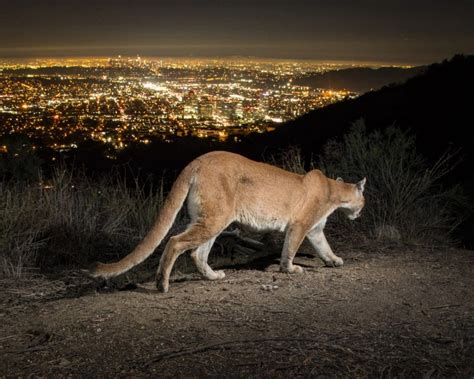 la cougar